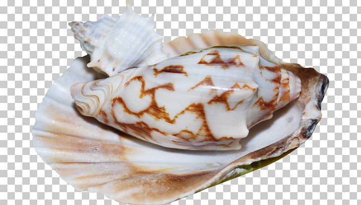 Mussel Seashell Scallop Food PNG, Clipart, Animal Fat, Animals, Animal Source Foods, Clams Oysters Mussels And Scallops, Collage Free PNG Download