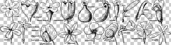 Organism Sketch PNG, Clipart, Angle, Black And White, Calligraphy, Drawing, Ipomoea Nil Free PNG Download