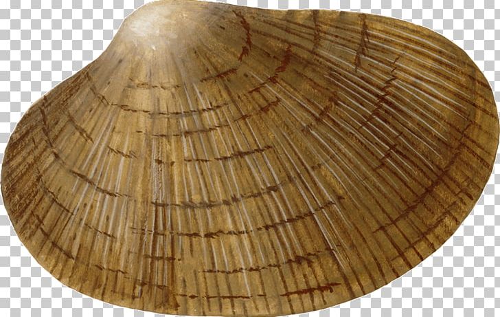 Cockle Wood /m/083vt PNG, Clipart, Arum, Clam, Clams Oysters Mussels And Scallops, Cockle, M083vt Free PNG Download