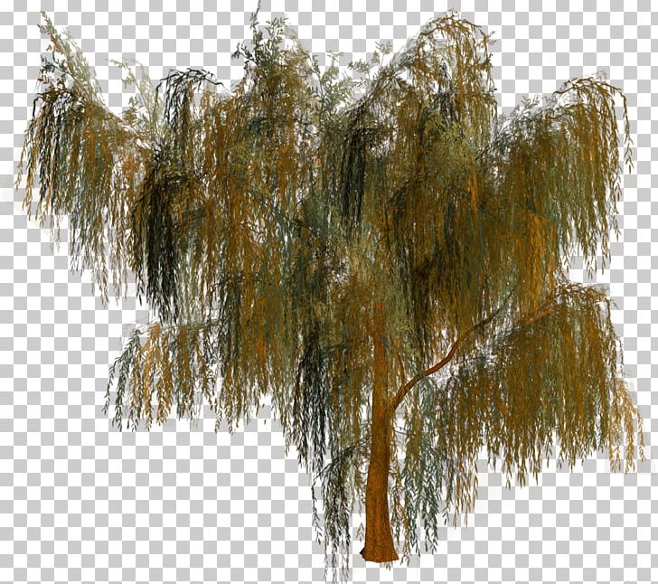 Tree Forest Woody Plant PNG, Clipart, Birch, Branch, Forest, Garden, Grass Free PNG Download
