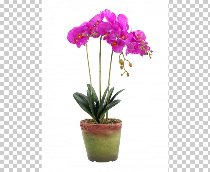 Moth Orchids Cattleya Orchids Cut Flowers PNG, Clipart, Artificial Flower, Cattleya, Cattleya Orchids, Cut Flowers, Da Lat Free PNG Download