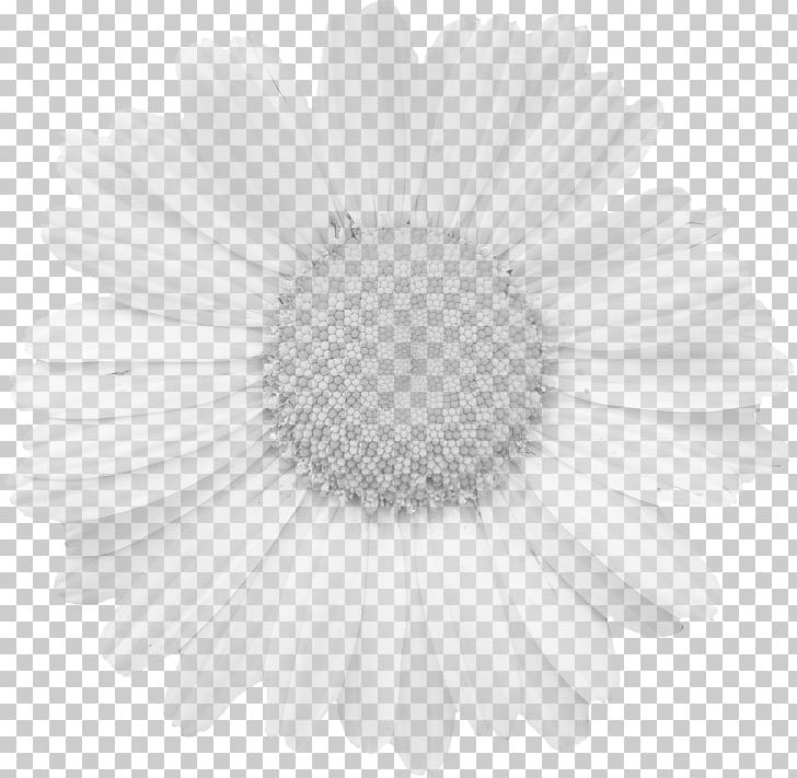 Photography PNG, Clipart, Black And White, Bloom, Blossom, Closeup, Cut Flowers Free PNG Download