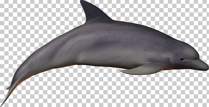 Striped Dolphin Common Bottlenose Dolphin Short-beaked Common Dolphin Rough-toothed Dolphin Wholphin PNG, Clipart, Bottlenose Dolphin, Common Bottlenose Dolphin, Desktop Wallpaper, Fauna, Mammal Free PNG Download