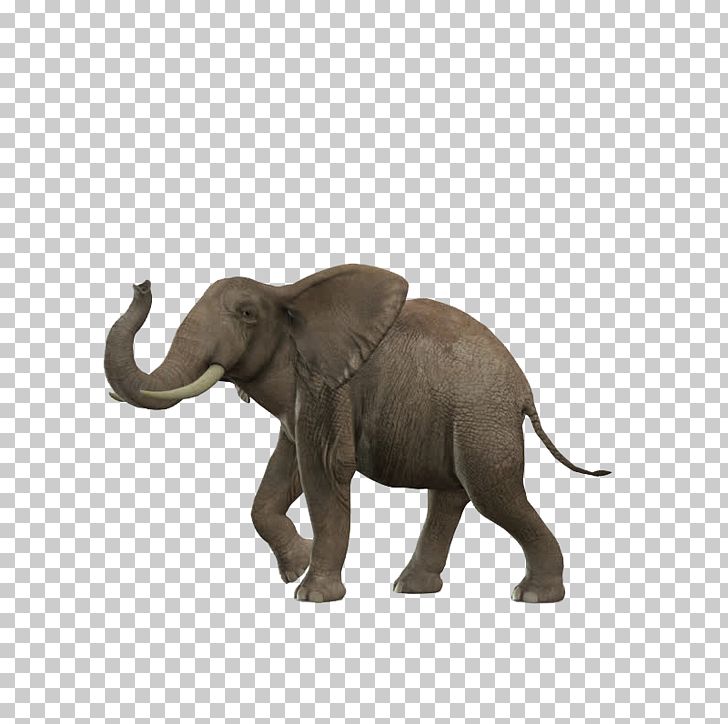 African Bush Elephant Asian Elephant African Forest Elephant PNG, Clipart, African Elephant, Animal, Animals, Baby Elephant, Biological Free PNG Download