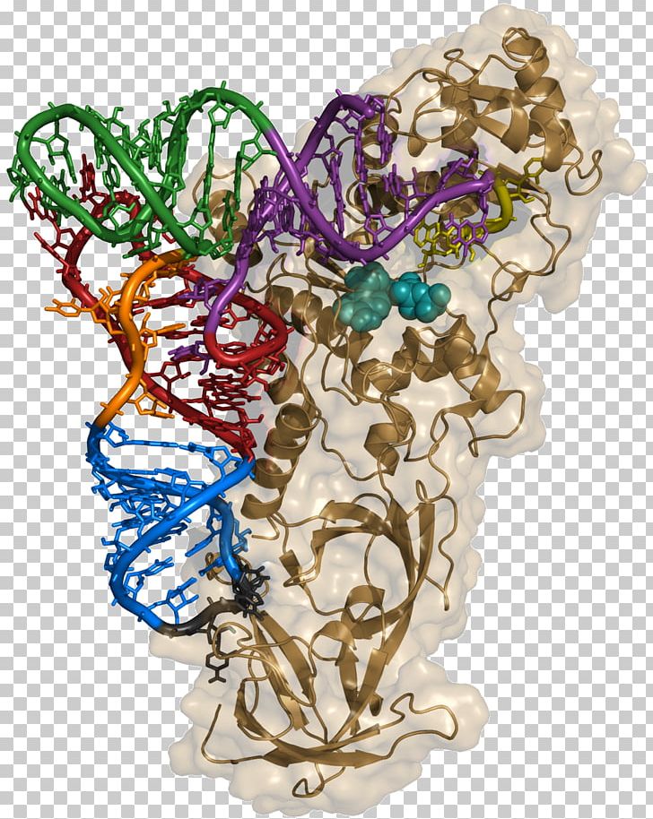 Aminoacyl TRNA Synthetase Transfer RNA Biology Anticodon PNG, Clipart, Acid, Amino Acid, Aminoacyltrna, Aminoacyl Trna Synthetase, Anticodon Free PNG Download