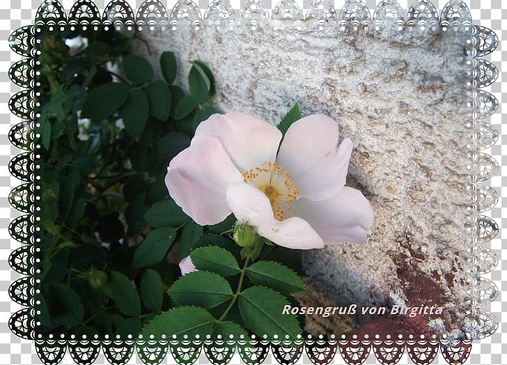 Floribunda Cabbage Rose Shrub Flora Art PNG, Clipart, Art, Flora, Floribunda, Flower, Flowering Plant Free PNG Download