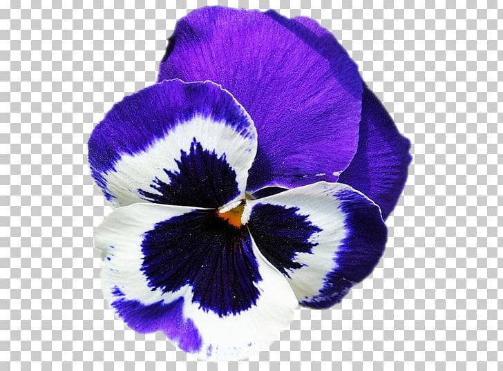 Pansy Violet PNG, Clipart, Chai, Fine, Flower, Flowering Plant, Iris Free PNG Download