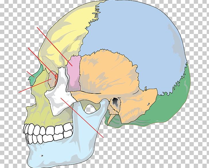 Skull Bone Anatomy Human Skeleton Neurocranium PNG, Clipart, Anatomy, Axial Skeleton, Biology, Bone, Brain Free PNG Download