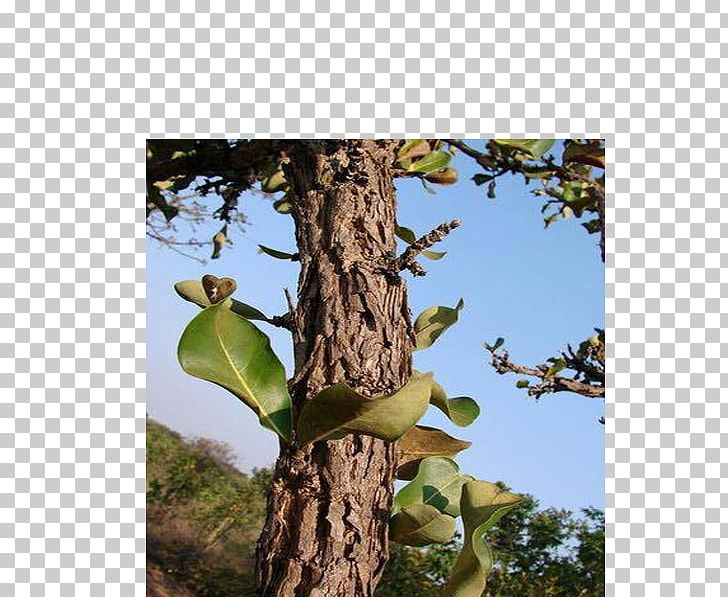 Catuaba Bark Tree Food Erythroxylum PNG, Clipart, Bark, Body, Branch, Catuaba, Erectile Dysfunction Free PNG Download
