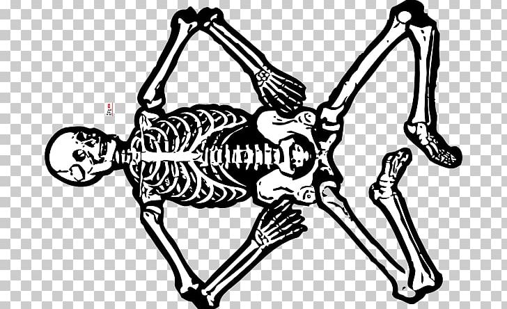 Human Skeleton Anatomy Human Body Skull PNG, Clipart, Anatomy, Area, Arm, Art, Black And White Free PNG Download