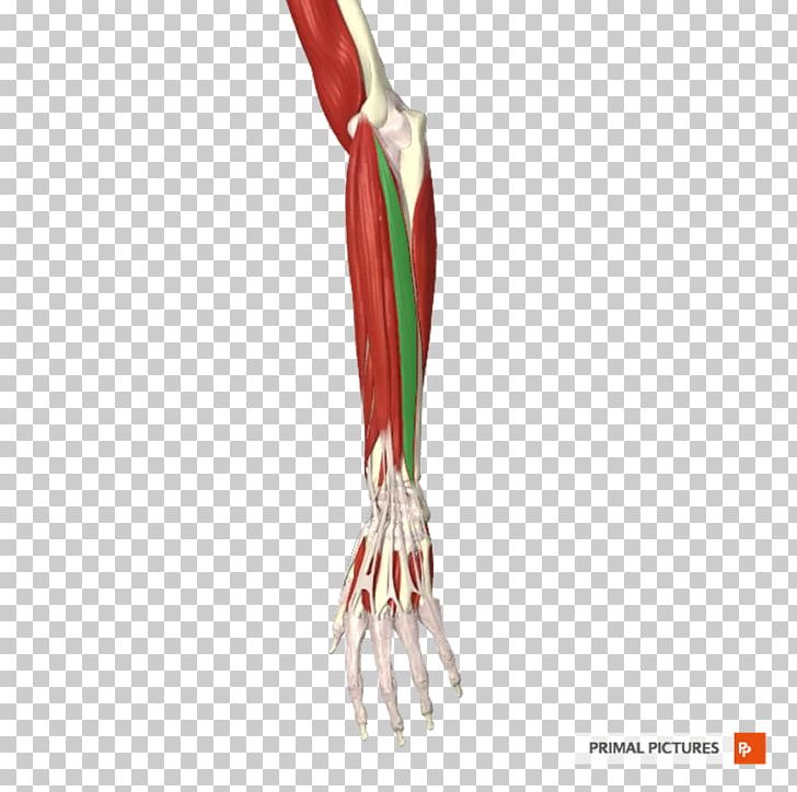 Muscle Common Extensor Tendon Thumb Forearm PNG, Clipart, Anatomy, Arm, Common Extensor Tendon, Elbow, Extensor Digitorum Muscle Free PNG Download