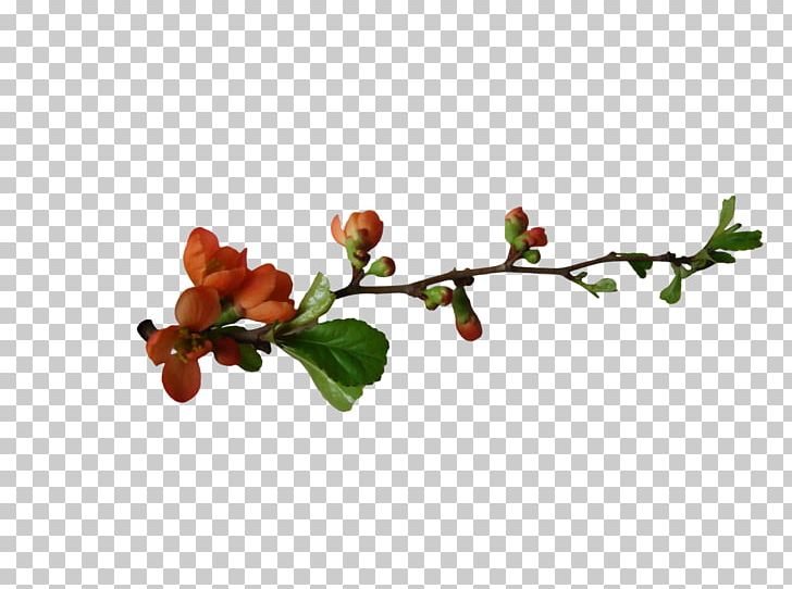 Flowering Plant Tree PNG, Clipart, Blossom, Bonbones, Branch, Bud, Flower Free PNG Download