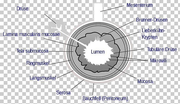 Gastrointestinal Tract Gastrointestinal Wall Small Intestine Lumen Large Intestine PNG, Clipart, Anatomy, Angle, Appendix, Circle, Diagram Free PNG Download