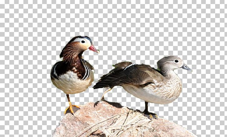 Mandarin Duck Goose PNG, Clipart, Animal, Animals, Beak, Bird, Designer Free PNG Download