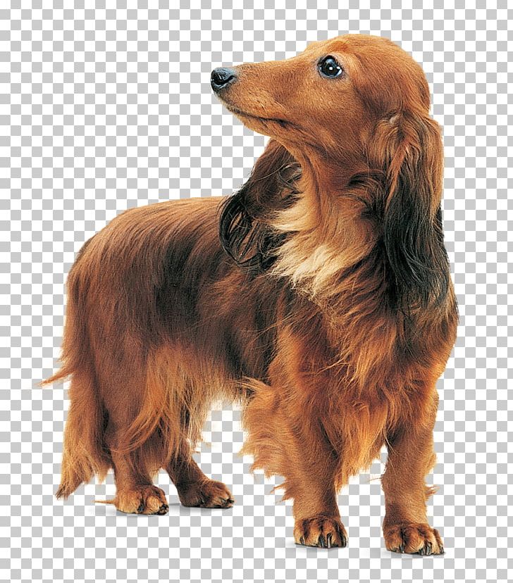 Dachshund Sussex Spaniel Dog Breed Yorkshire Terrier Chihuahua PNG, Clipart, Breed, Carnivoran, Chihuahua, Companion Dog, Dachshund Free PNG Download