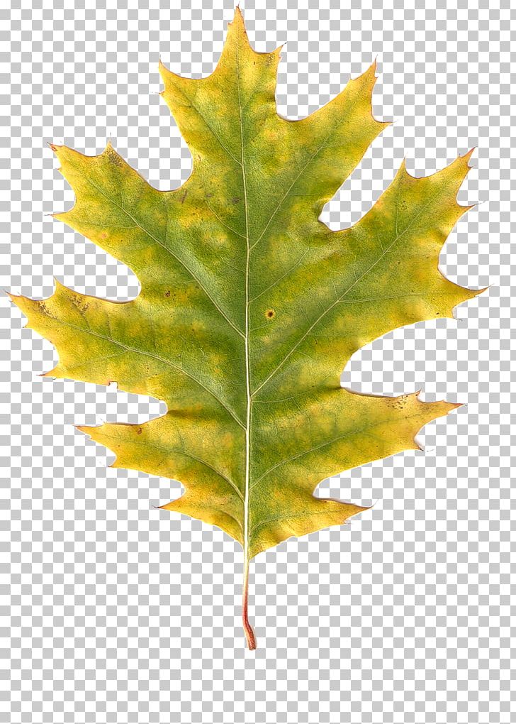 Maple Leaf Autumn Leaves Autumn Leaf Color PNG, Clipart, Autumn, Autumn Leaf Color, Autumn Leaves, Branch, Leaf Free PNG Download