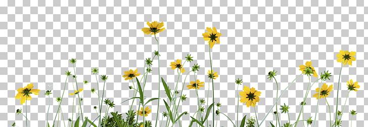 Oxeye Daisy IStock Chamomile Stock Photography PNG, Clipart, Chamaemelum Nobile, Chamomile, Commodity, Common Daisy, Computer Wallpaper Free PNG Download