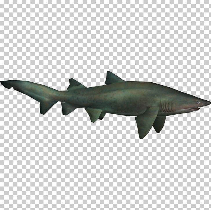 Sand Tiger Shark Sand Shark Chondrichthyes PNG, Clipart, Animal, Animals, Caribbean Reef Shark, Cartilaginous Fish, Chondrichthyes Free PNG Download