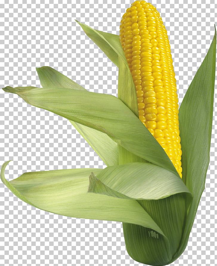Corn On The Cob Maize Sweet Corn PNG, Clipart, Athletes, Banana Leaf, Caryopsis, Cereal, Commodity Free PNG Download