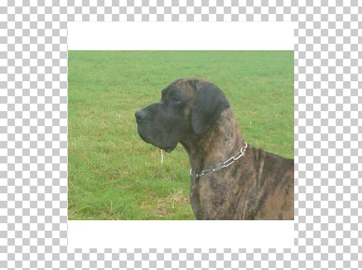 Dog Breed Plott Hound Great Dane Fila Brasileiro Rare Breed (dog) PNG, Clipart, Breed, Carnivoran, Crossbreed, Dog, Dog Breed Free PNG Download