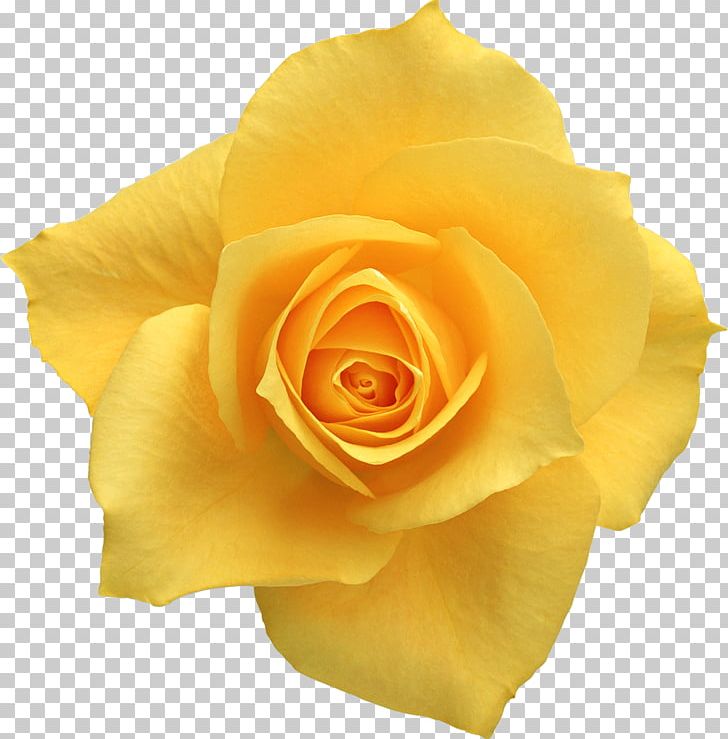 Beach Rose Cut Flowers Yellow Oxeye Daisy PNG, Clipart, Beach Rose, Blue, Blue Rose, Cut Flowers, Floribunda Free PNG Download
