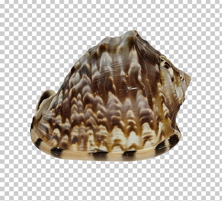Clam Seashell Cockle Mussel Conchology PNG, Clipart, Animal, Animal Product, Animals, Clam, Clams Oysters Mussels And Scallops Free PNG Download