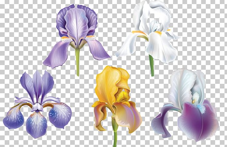 Drawing Portable Network Graphics PNG, Clipart, Cut Flowers, Download, Drawing, Encapsulated Postscript, Flower Free PNG Download