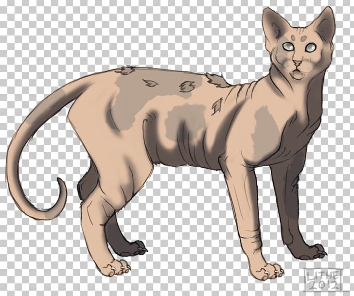 Kitten Whiskers Warriors Cats Of The Clans PNG, Clipart, Animals, Art, Asian, Carnivoran, Cat Like Mammal Free PNG Download