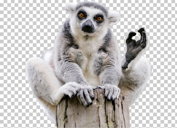 Lemuridae Ring-tailed Lemur Lemurs Madagascar Monkey PNG, Clipart, Animal, Animals, Endemism, Fur, Lemur Free PNG Download