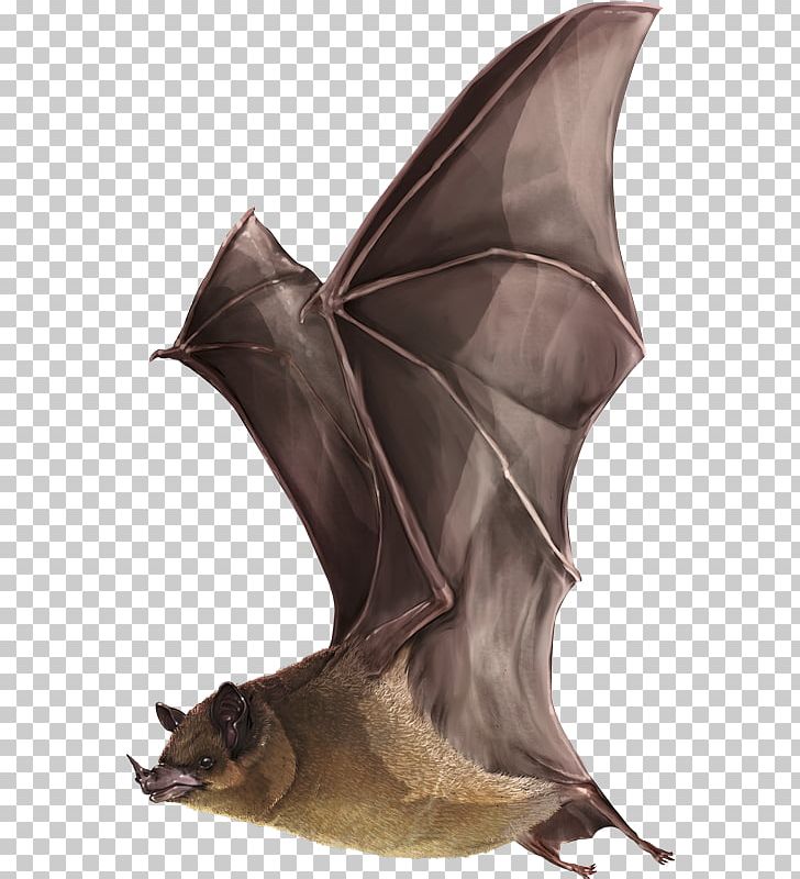 Miller's Long-tongued Bat Alexander Von Humboldt Biological Resources Research Institute Pollinator Pollination PNG, Clipart,  Free PNG Download