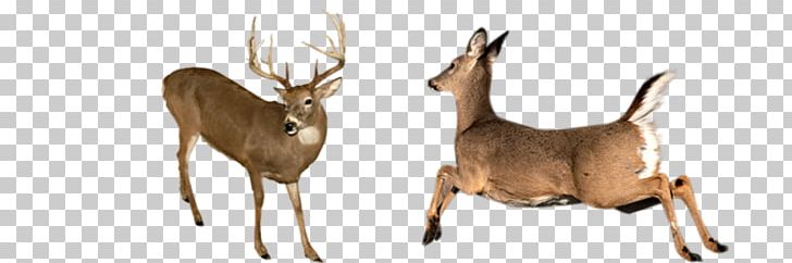 White-tailed Deer Elk Reindeer Antler Antelope PNG, Clipart, Animal, Animal Figure, Antelope, Antler, Deer Free PNG Download