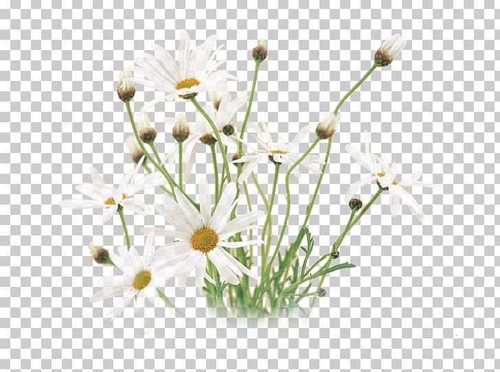Desktop Flower Matricaria Floral Design PNG, Clipart, Baidu Tieba, Blossom, Branch, Chamomile, Community Free PNG Download