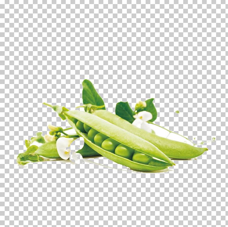 Pea Green Bean Vegetable Food PNG, Clipart, 4k Resolution, 1080p, Bean, Beans, Butterfly Pea Free PNG Download