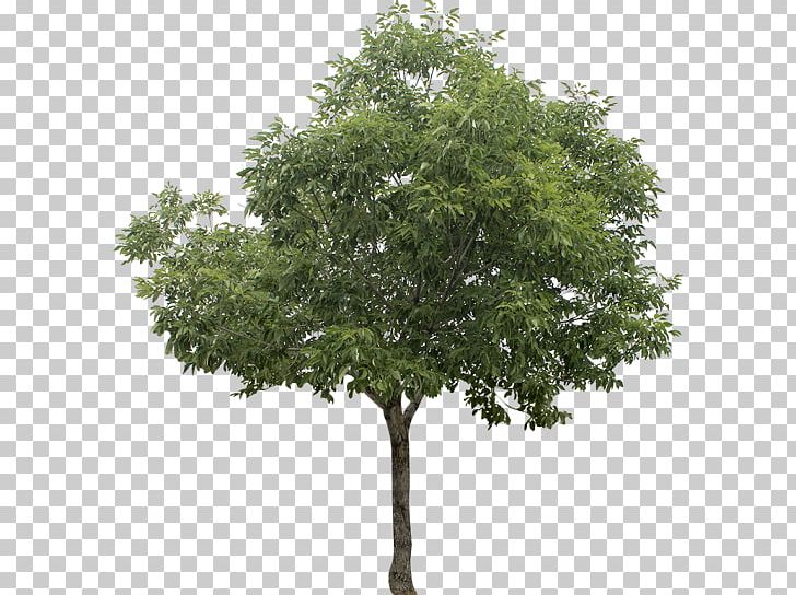 White Poplar Tree PNG, Clipart, Branch, Clip Art, Computer Icons, Cottonwood, Desktop Wallpaper Free PNG Download