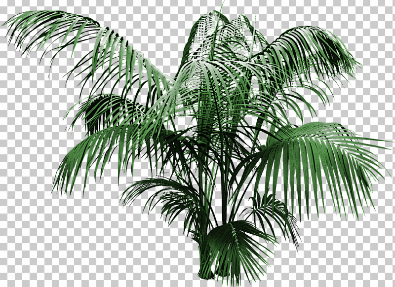 Palm Tree PNG, Clipart, Arecales, Attalea Speciosa, Coconut, Cycad, Date Palm Free PNG Download