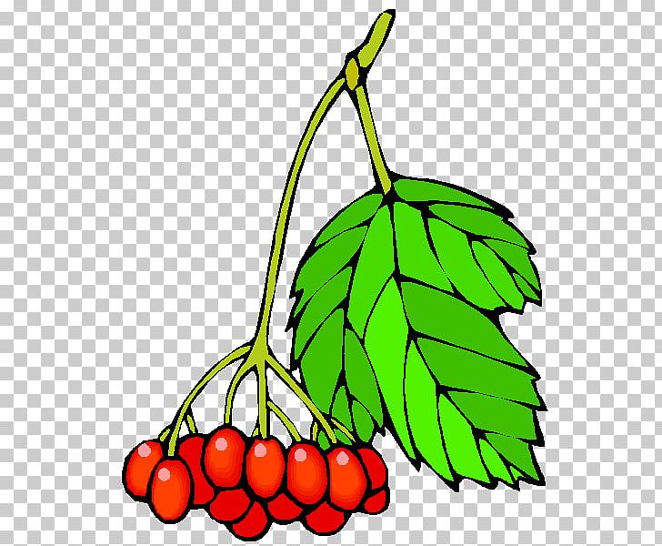 Fruit Auglis PNG, Clipart, Artwork, Auglis, Berry, Branch, Cartoon Free PNG Download