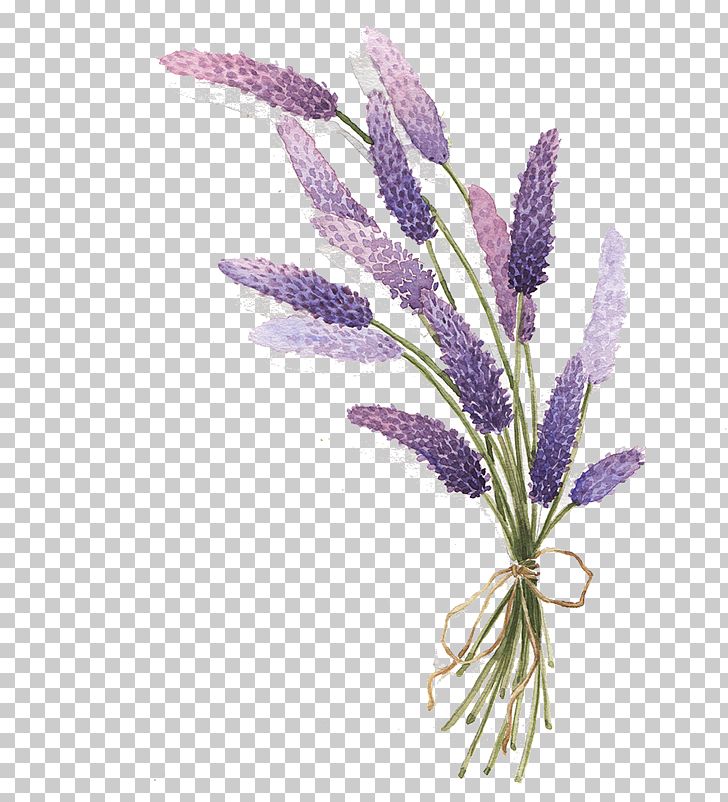 Lavender Drawing PNG, Clipart, Art, Botanical Illustration, Drawing, Flower, Flowering Plant Free PNG Download