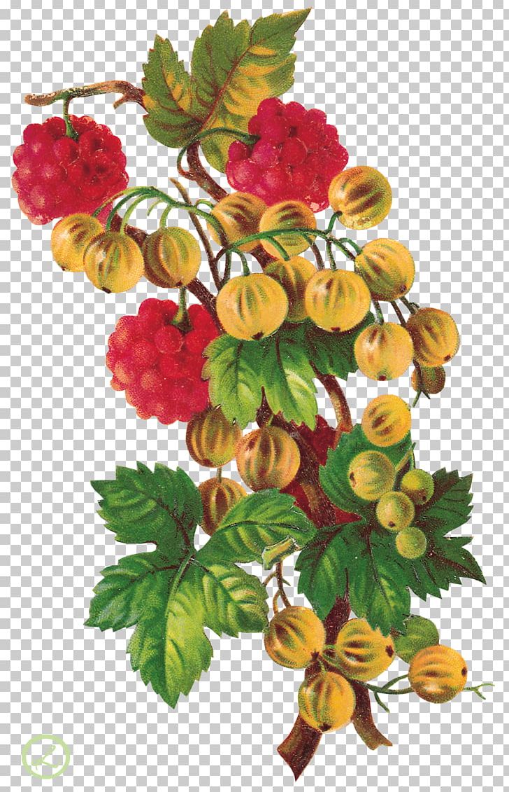 Portable Network Graphics Adobe Photoshop File Format PNG, Clipart, Berry, Branch, Computer Software, Cut Flowers, Floral Design Free PNG Download