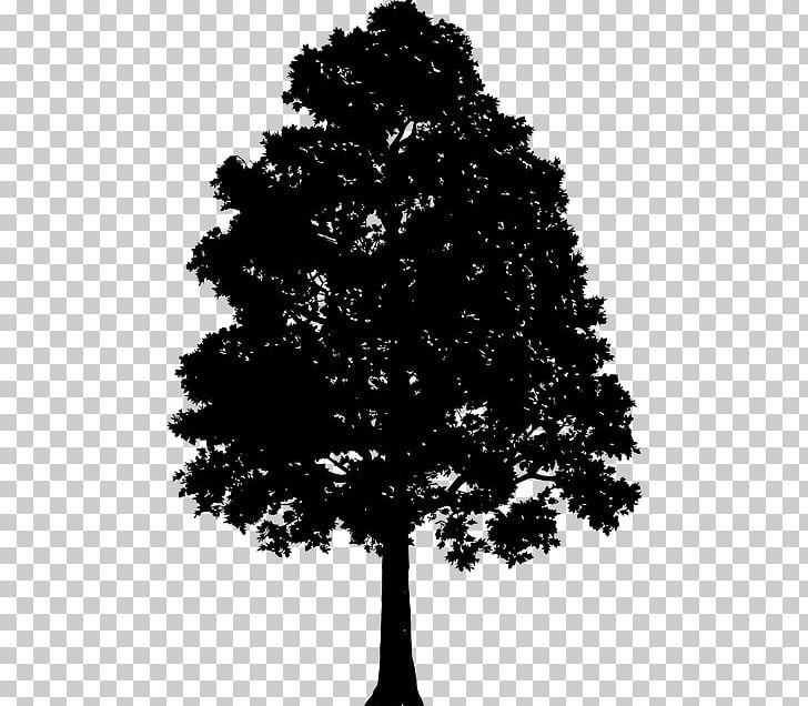 Tree Drawing Silhouette PNG, Clipart, Black And White, Branch, Christmas Tree, Conifer, Desktop Wallpaper Free PNG Download