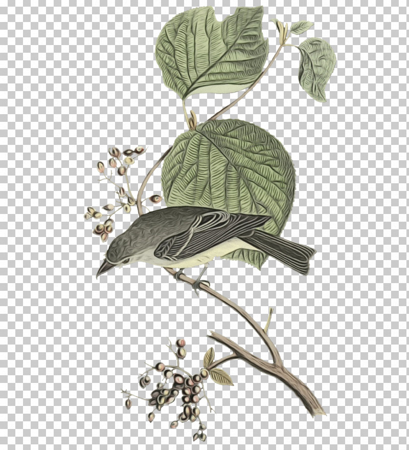 Twig Flora Leaf Herb Beak PNG, Clipart, Beak, Biology, Flora, Herb, Leaf Free PNG Download