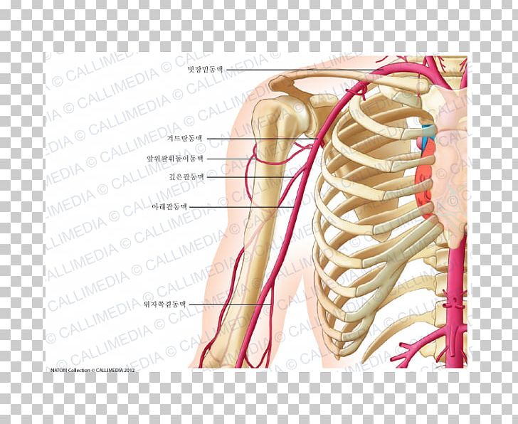 Anterior Humeral Circumflex Artery Anatomy Coronal Plane Posterior Humeral Circumflex Artery PNG, Clipart, Abdomen, Anatomy, Angle, Anterior Tibial Artery, Arm Free PNG Download