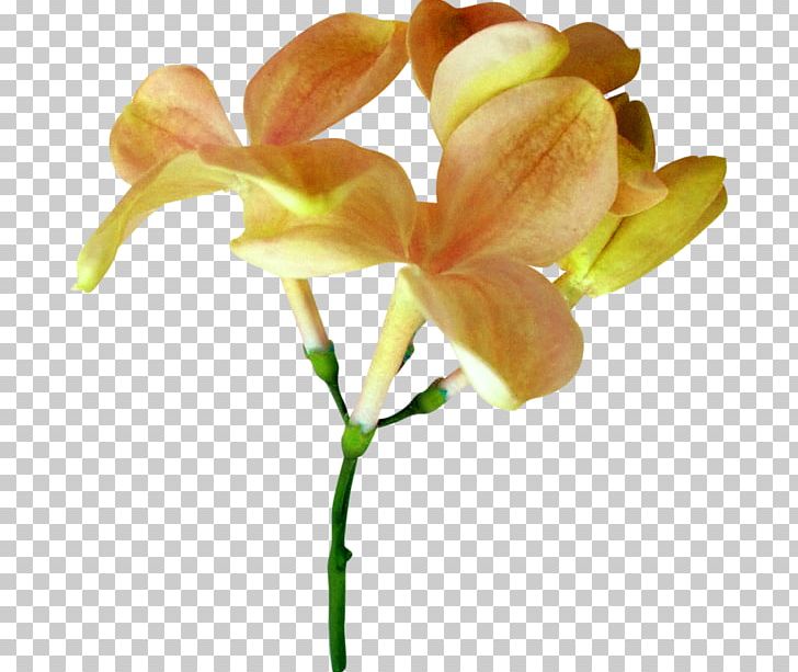 Irises Flower Plant Stem PNG, Clipart, Branch, Bud, Cut Flowers, Drawing, Flora Free PNG Download