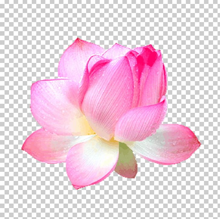 Pink Rose PNG, Clipart, Aquatic Plant, Closeup, Color, Designer, Flower Free PNG Download