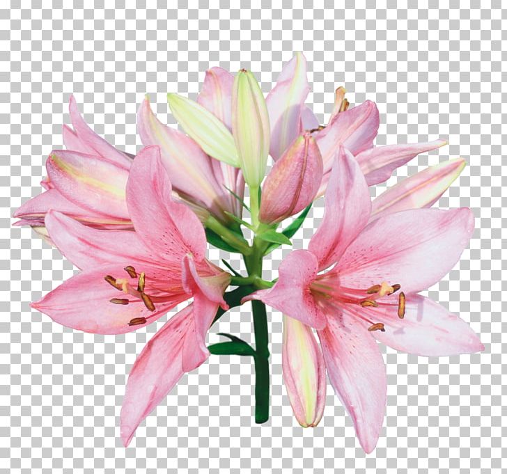 Tiger Lily Lilium Bulbiferum Desktop Flower PNG, Clipart, Alstroemeriaceae, Amaryllis Belladonna, Arumlily, Color, Cut Flowers Free PNG Download