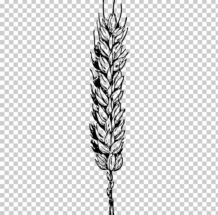 Wheat Cereal PNG, Clipart, Black And White, Branch, Bread, Cereal, Commodity Free PNG Download