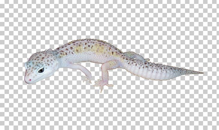 Leopard Geckos Leopard Geckos Reptile Lizard PNG, Clipart, Afghan Leopard Gecko, Albinism, Animal, Animal Figure, Animals Free PNG Download