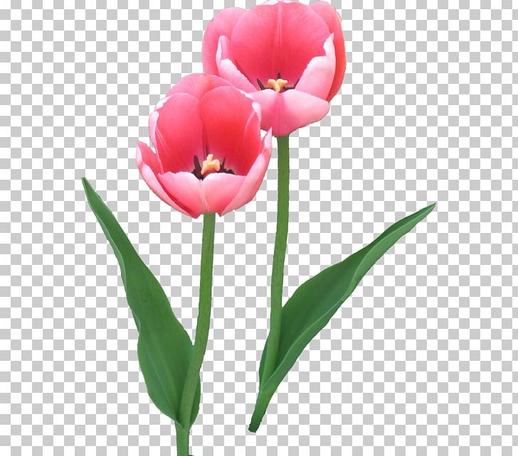 Tulip Cut Flowers PNG, Clipart, Albom, Album, Author, Clip Art, Cut Flowers Free PNG Download