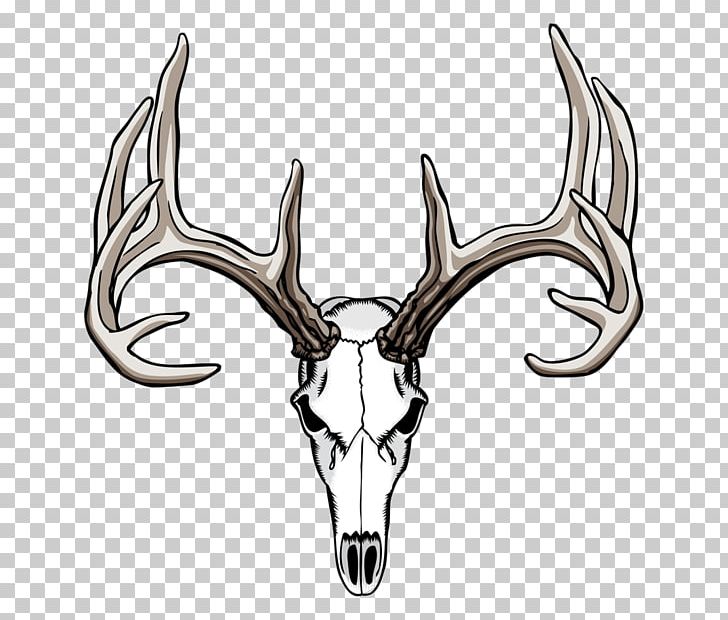 White-tailed Deer Elk Antler PNG, Clipart, Animals, Antelope, Antler, Blacktailed Deer, Clip Art Free PNG Download