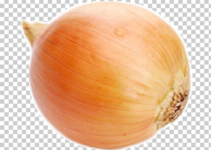 Yellow Onion Shallot Red Onion PNG, Clipart, Amaya, Archive File, Bulb, Computer Icons, Download Free PNG Download