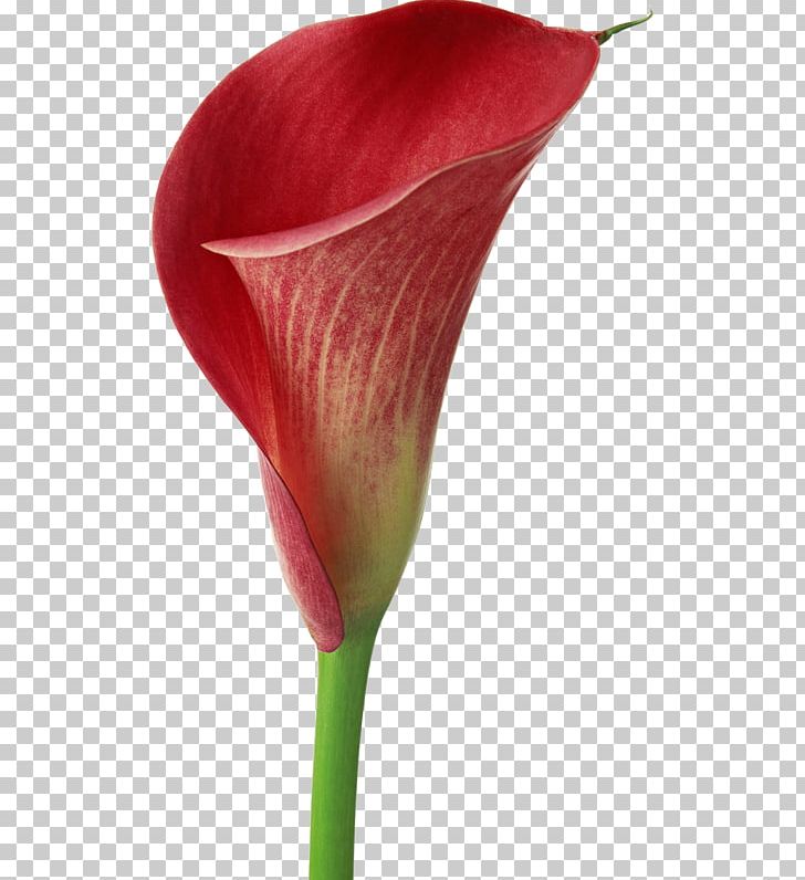 Arum-lily Easter Lily Flower Callalily Zantedeschia Rehmannii PNG, Clipart, Arum, Arum Lilies, Arumlily, Calla, Calla Lily Free PNG Download